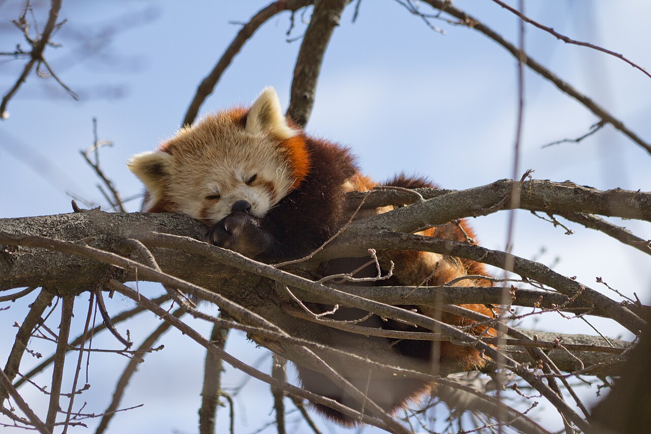 A sleeping red panda - Image by Carlos Delgado; CC-BY-SA 3.0